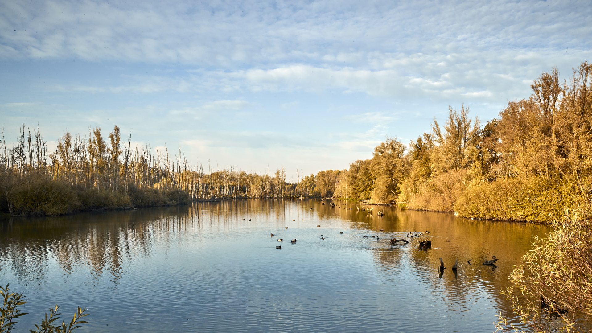 Bild von Naturschutzgebiet Rheinaue im Herbst