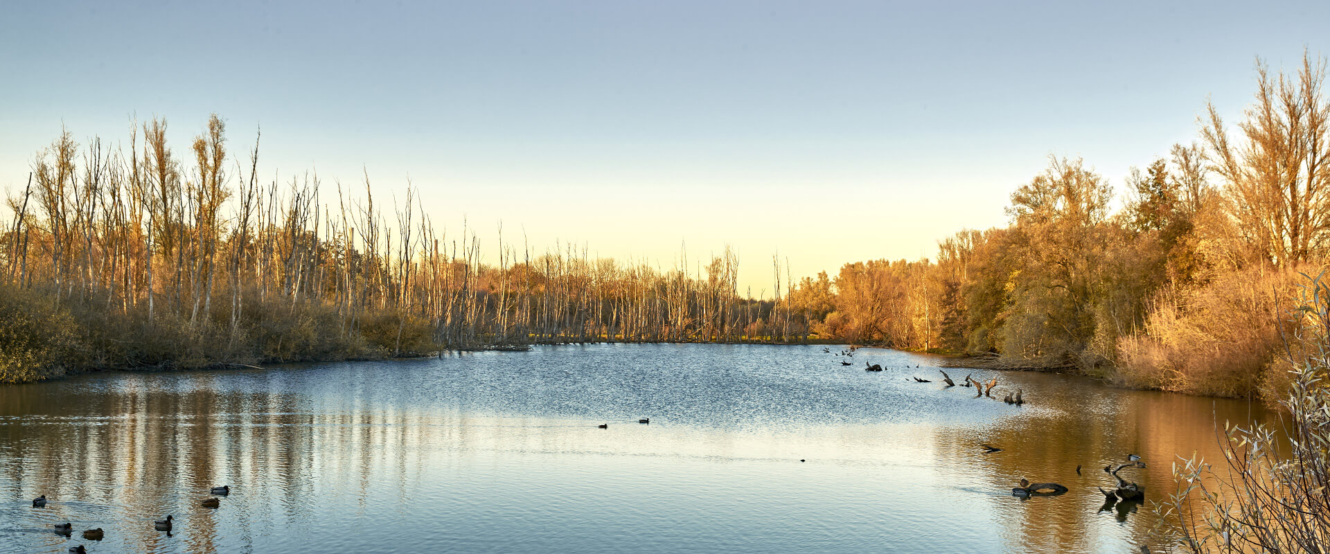 Rheinaue Walsum im Herbst