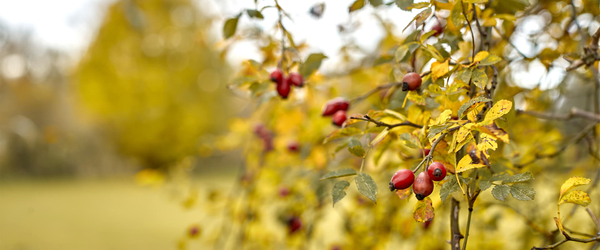 Rheinaue Walsum im Herbst