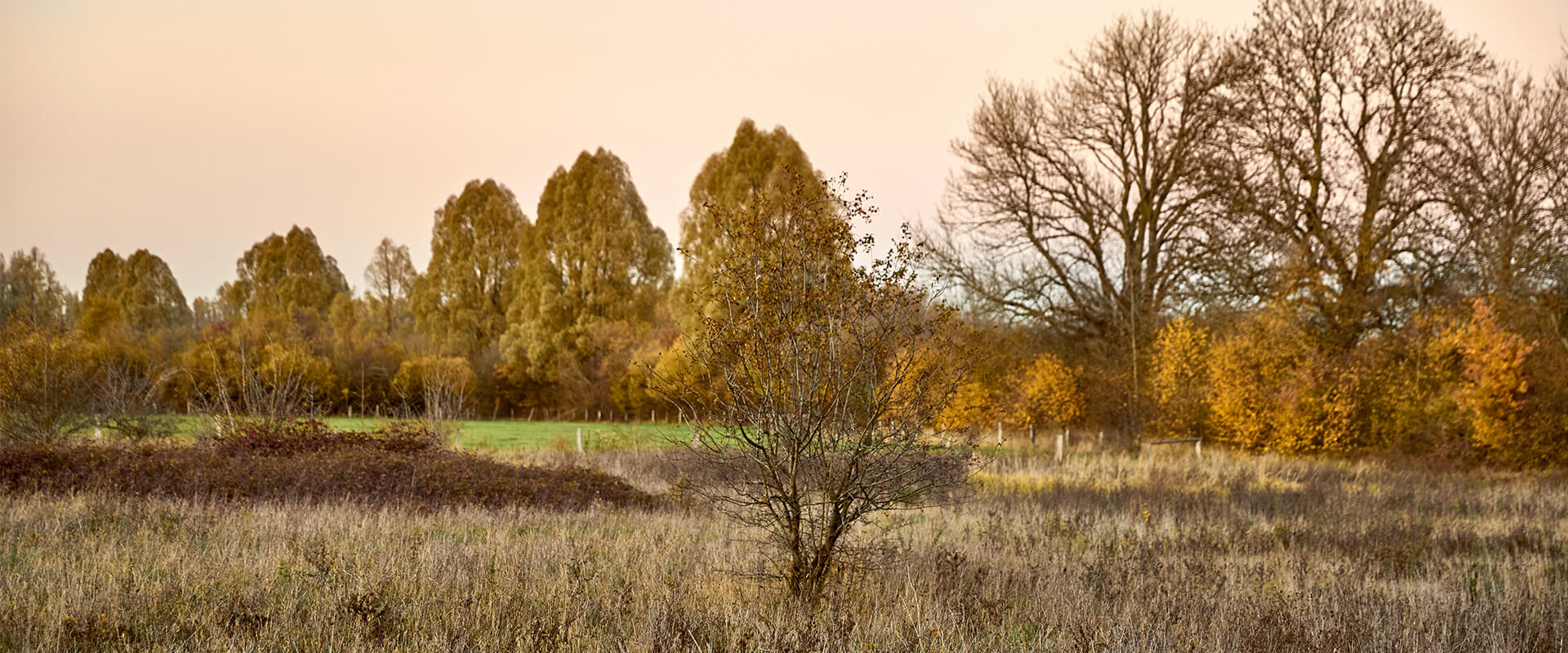 Rheinaue Walsum im Herbst