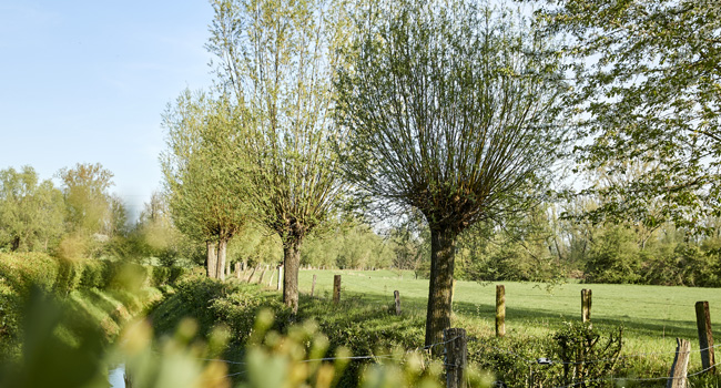 Quellgebiet von Rheinfels Quelle in der Rheinaue Walsum