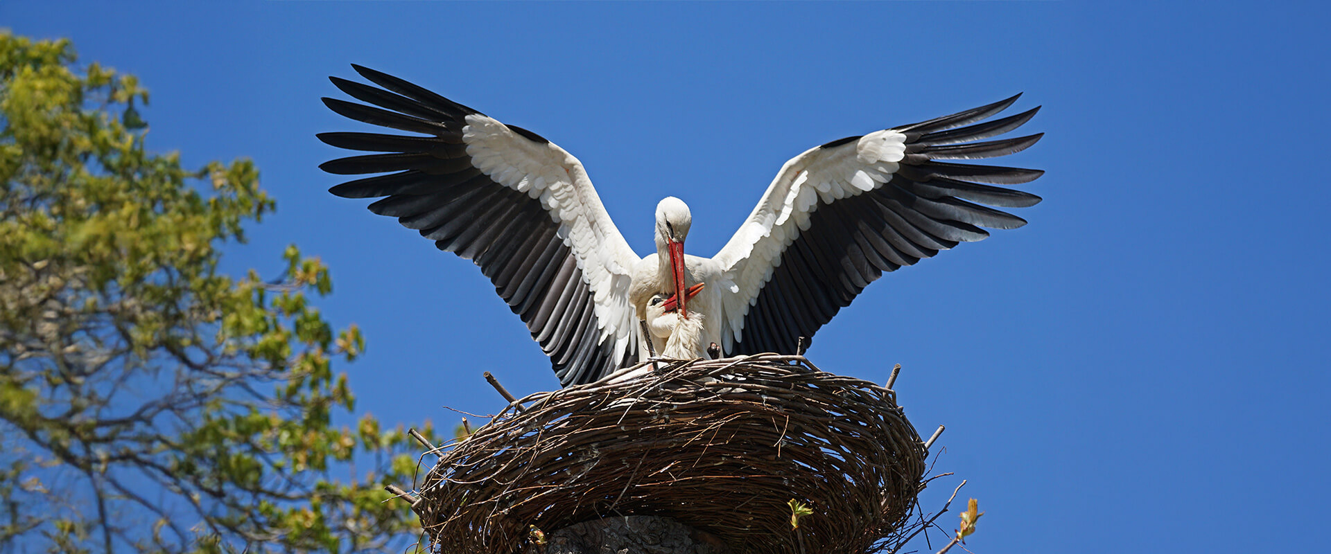 Zwei Störche auf einem Nest während der Paarungsrituals