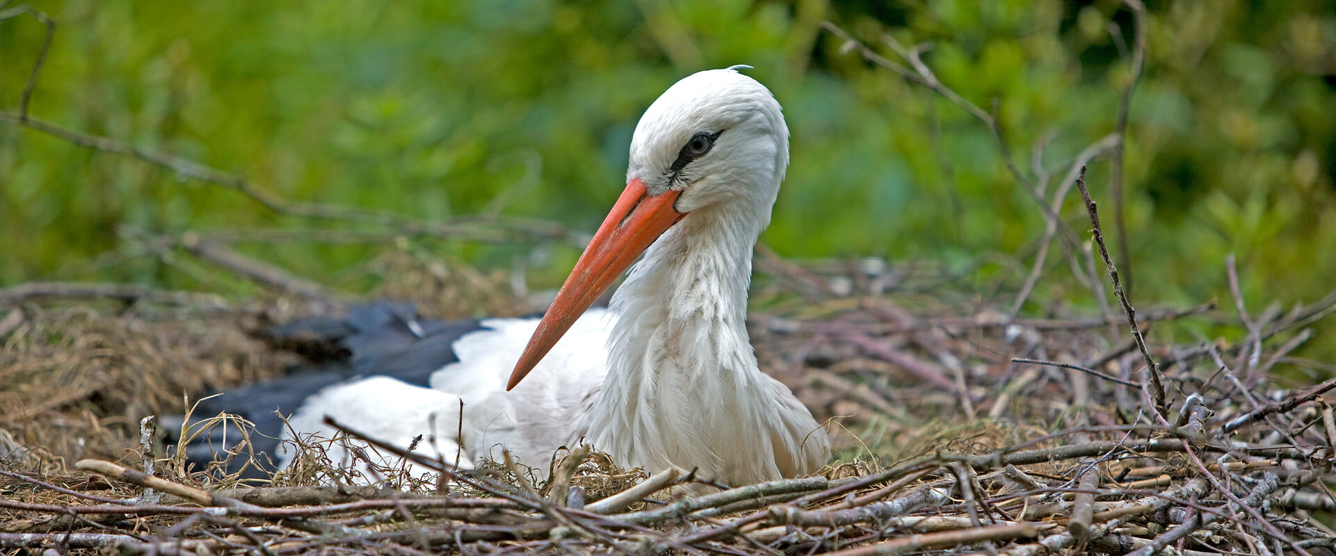 Ein Storch brütet im Nest