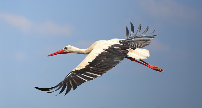 Zwei Störche fliegen gemeinsam durch die Luft