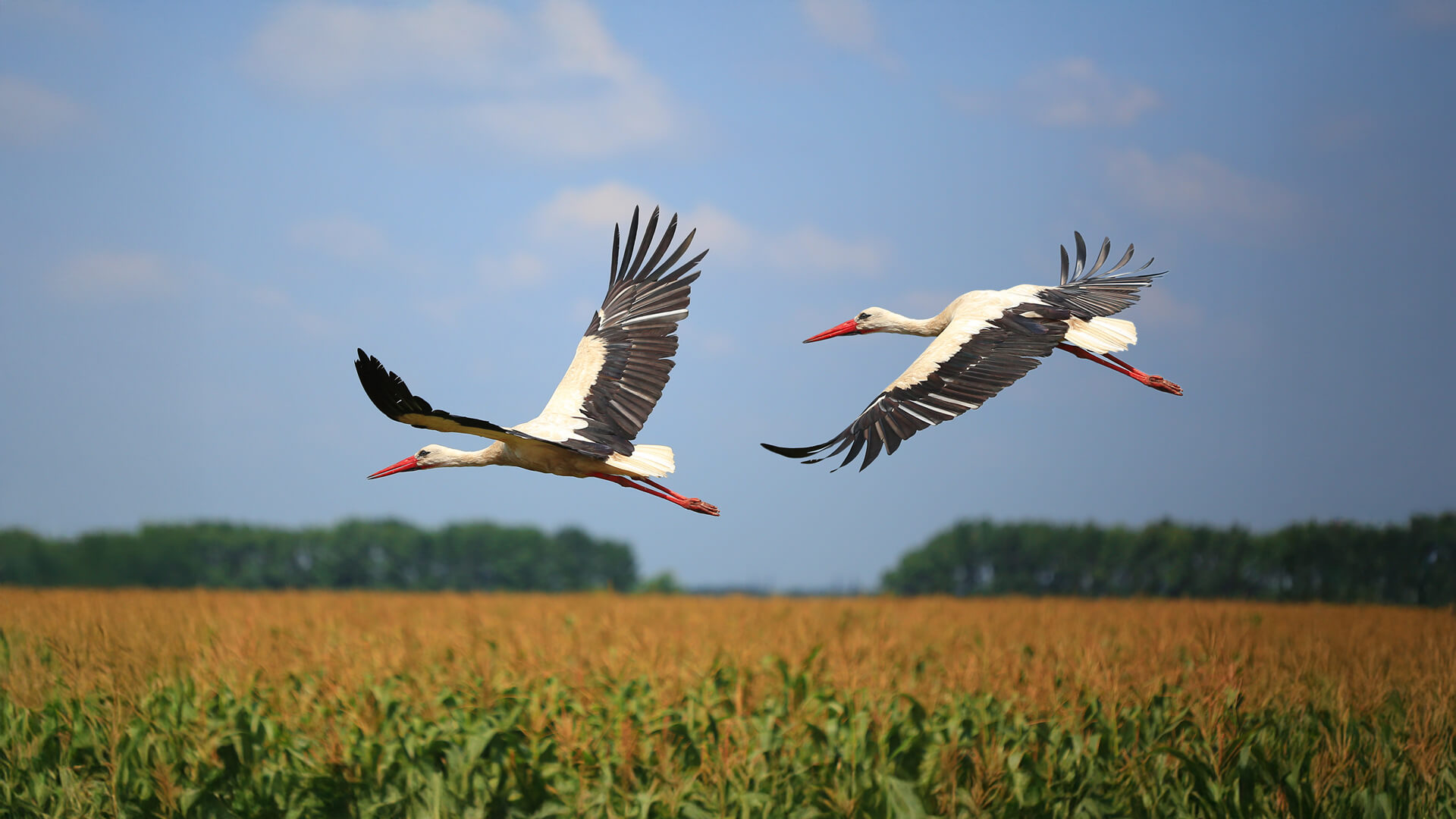 Zwei Störche fliegen zusammen über ein Feld