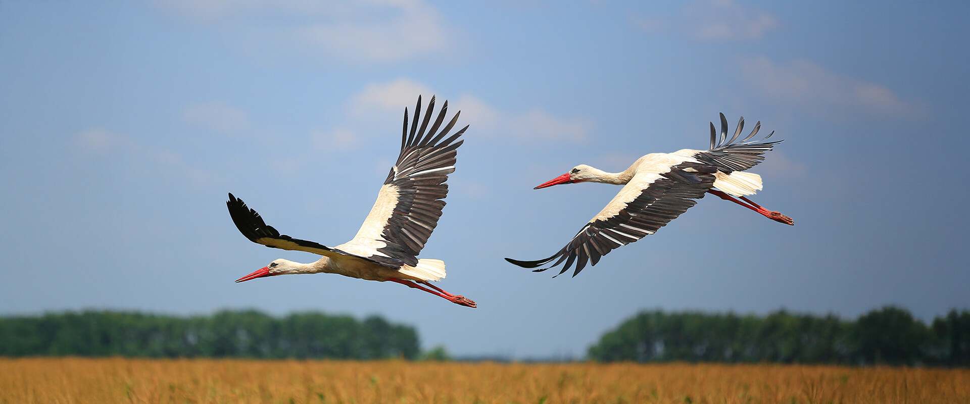 Ein Storchenpaar fliegt über ein Feld