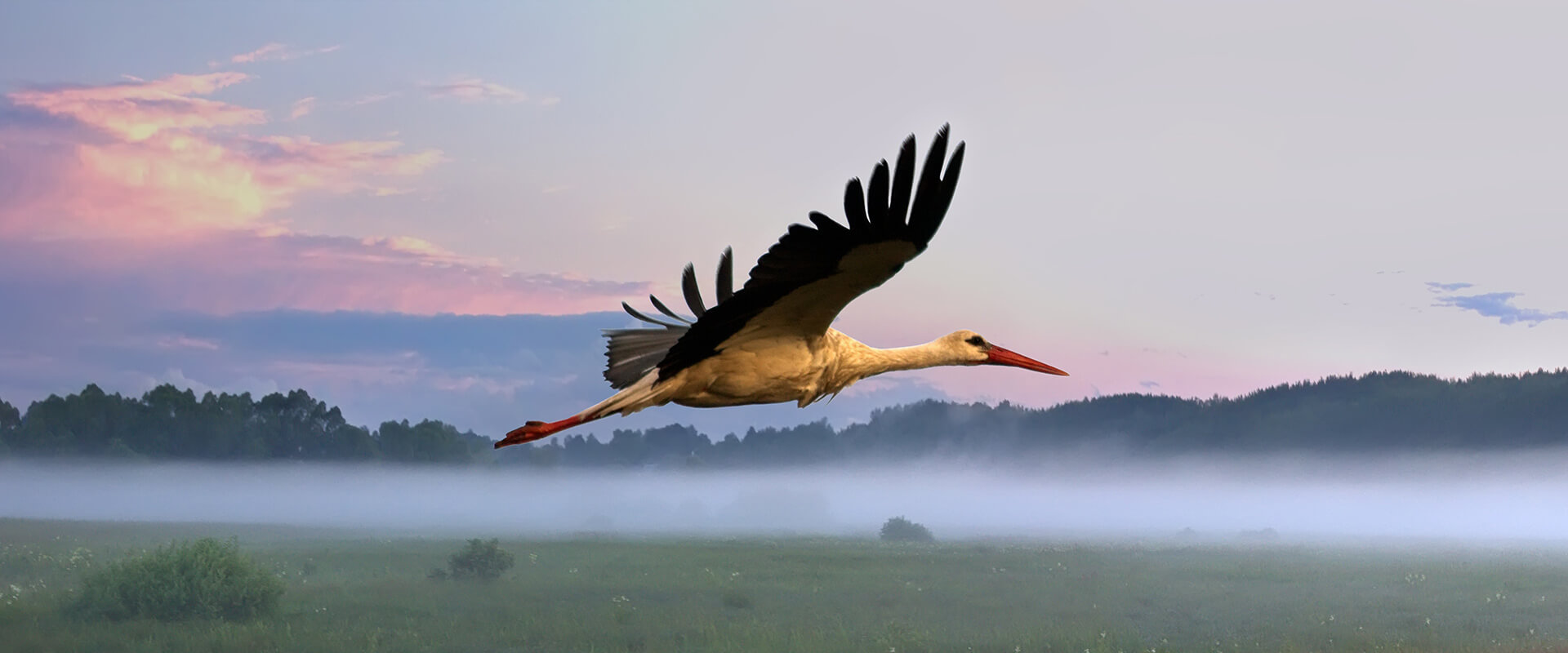 Ein Storch fliegt über ein Feld