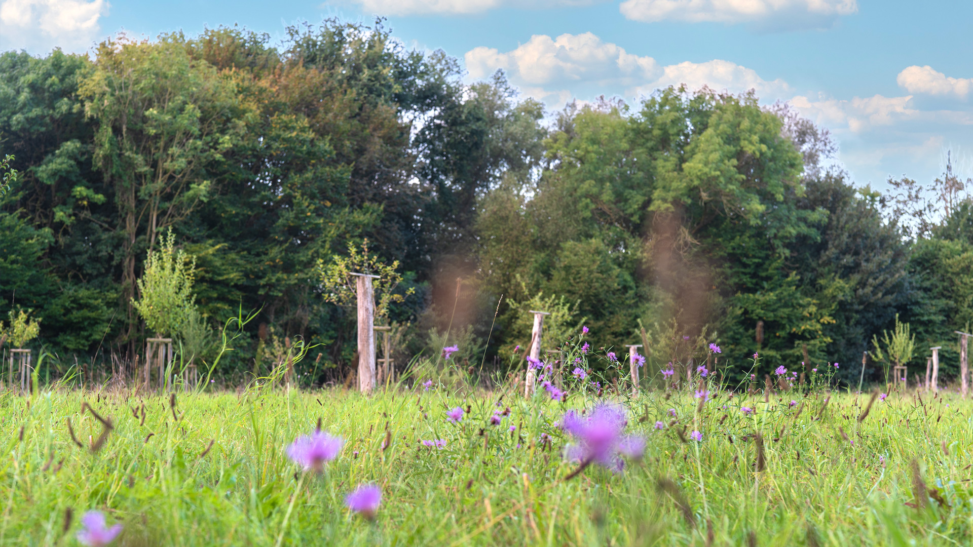 Bild von Streuobstwiese im Naturschutzgebiet Rheinaue