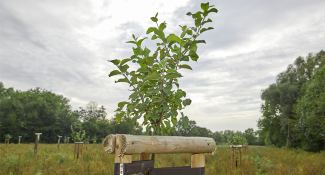 Junger Baum auf der Streuobstwiese