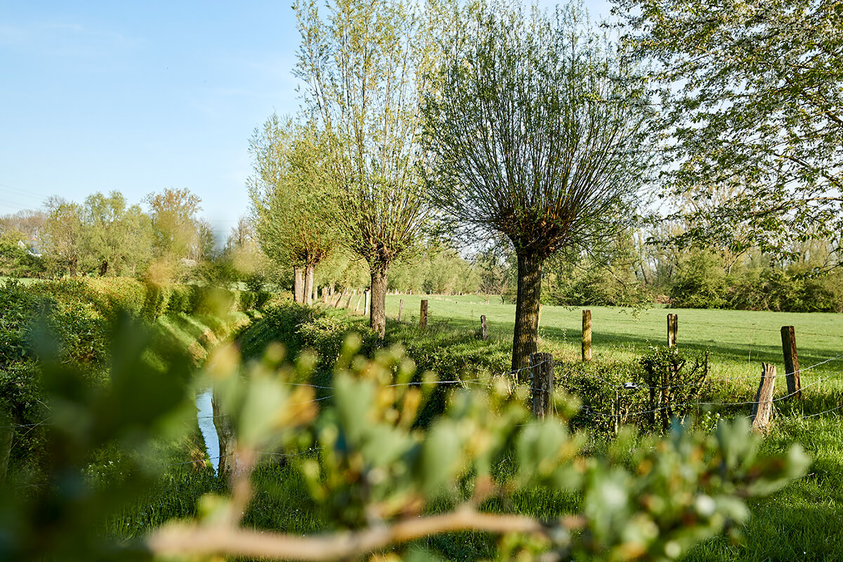 Rheinaue Walsum im Herbst