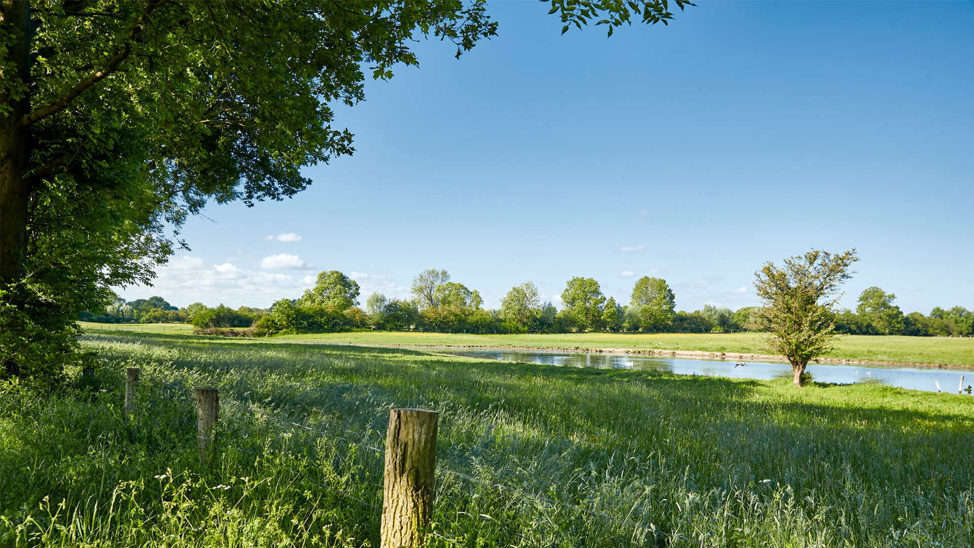 Rheinaue Walsum im Sommer