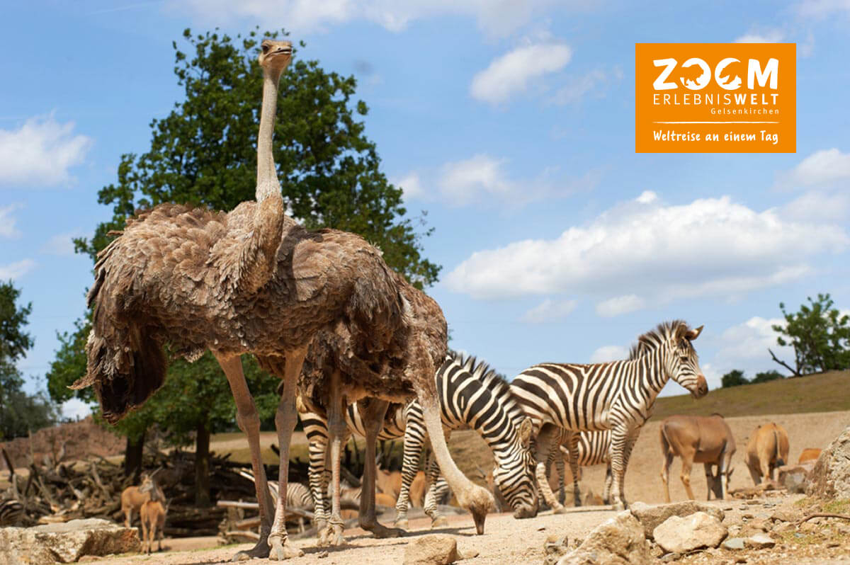 Strauße und Zebras in ihrem Gehege in der ZOOM Erlebniswelt Gelsenkirchen 
